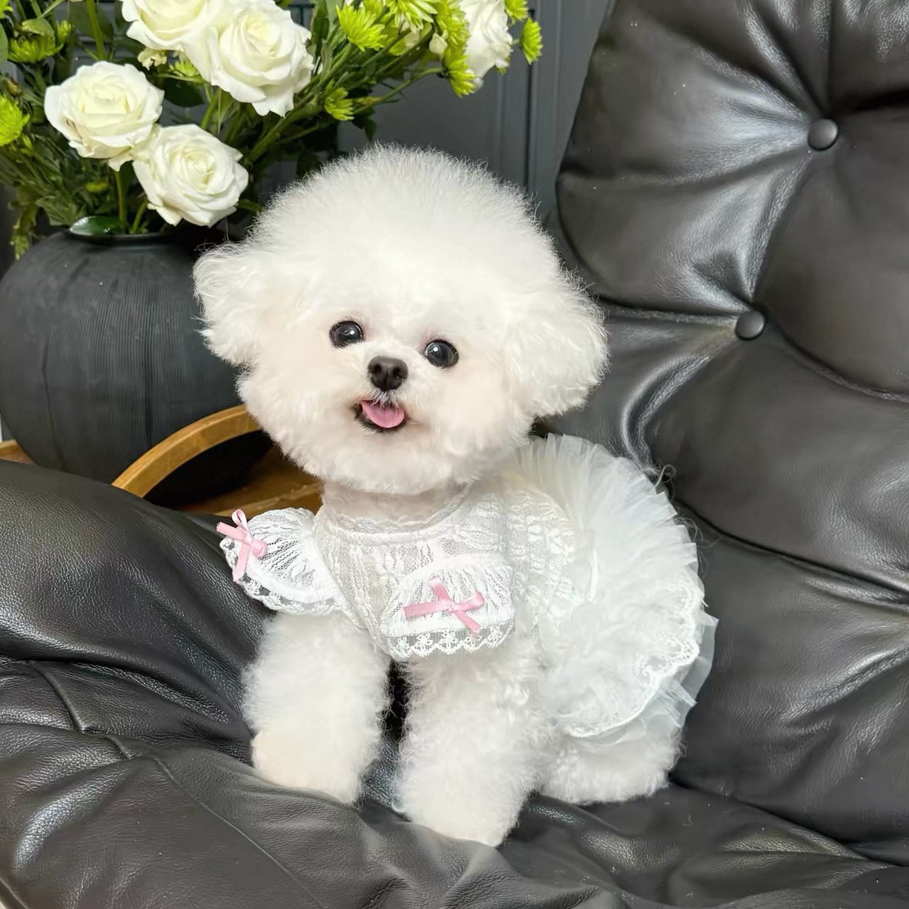 2026 Princess Style Pet Dress  - огляд і ціна Lace Teddy Lingerie