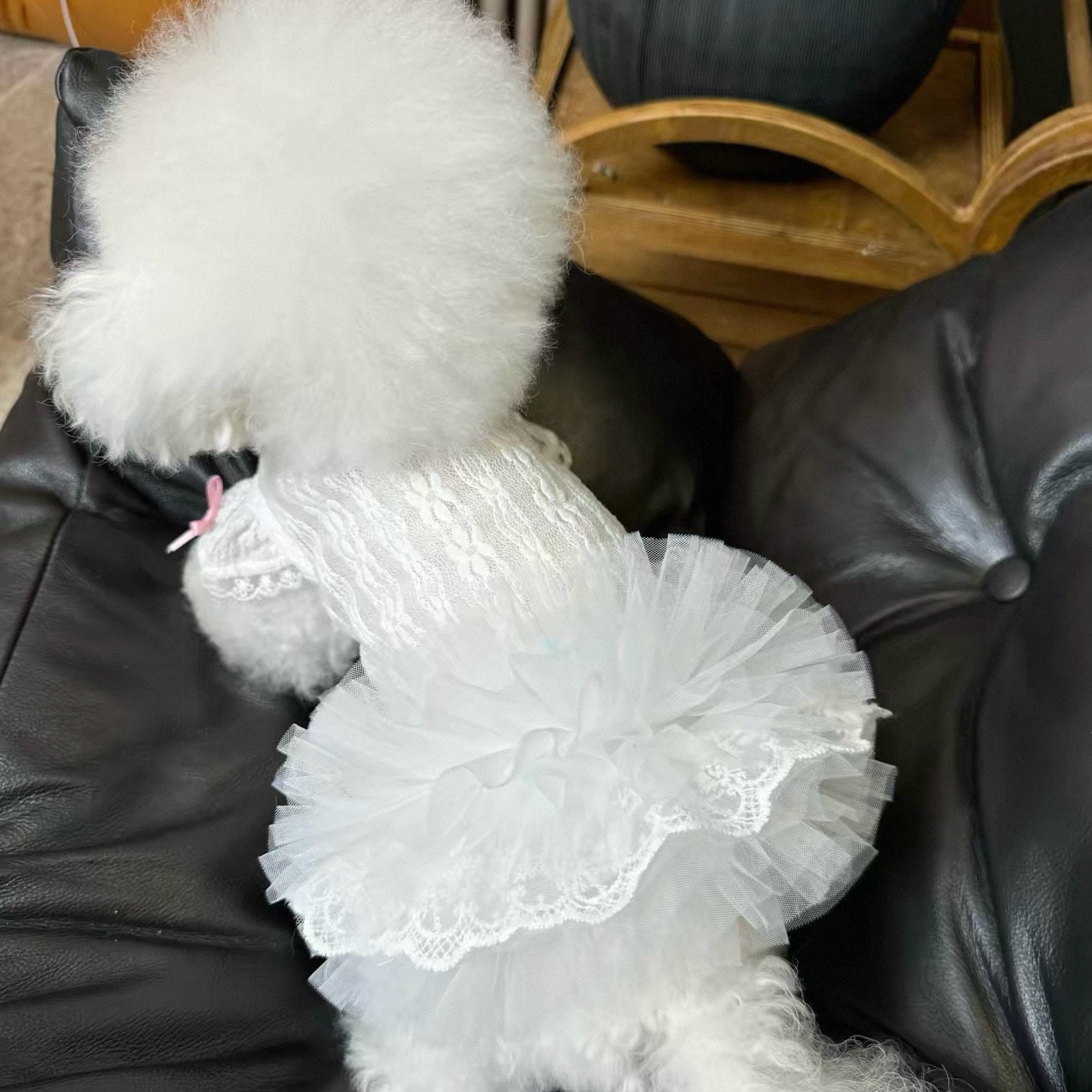 2026 Princess Style Pet Dress  - огляд і ціна Lace Teddy Lingerie