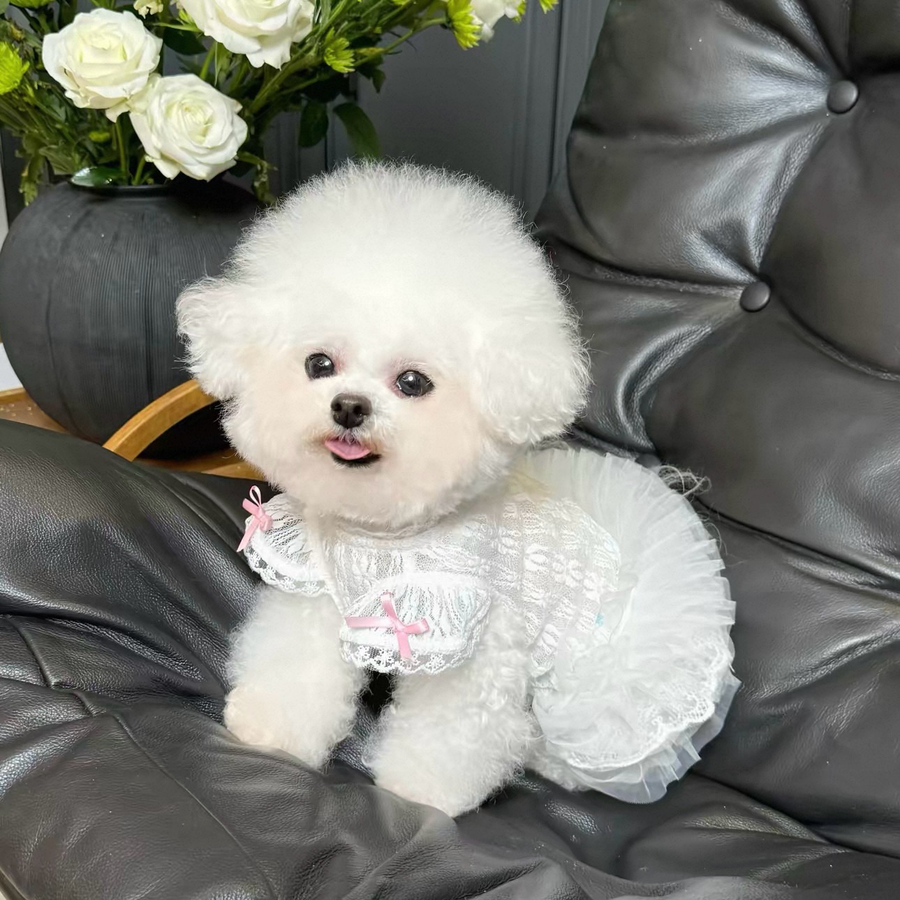 2026 Princess Style Pet Dress  - огляд і ціна Lace Teddy Lingerie
